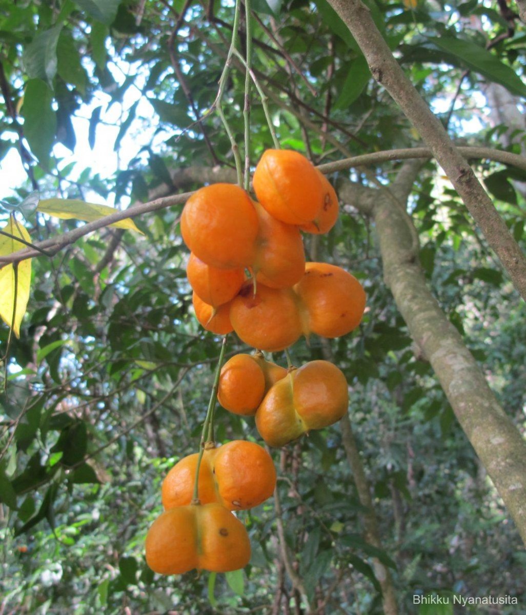 Harpullia arborea (Blanco) Radlk.